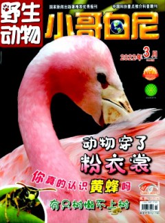 小哥白尼·野生動(dòng)物畫(huà)報(bào)雜志
